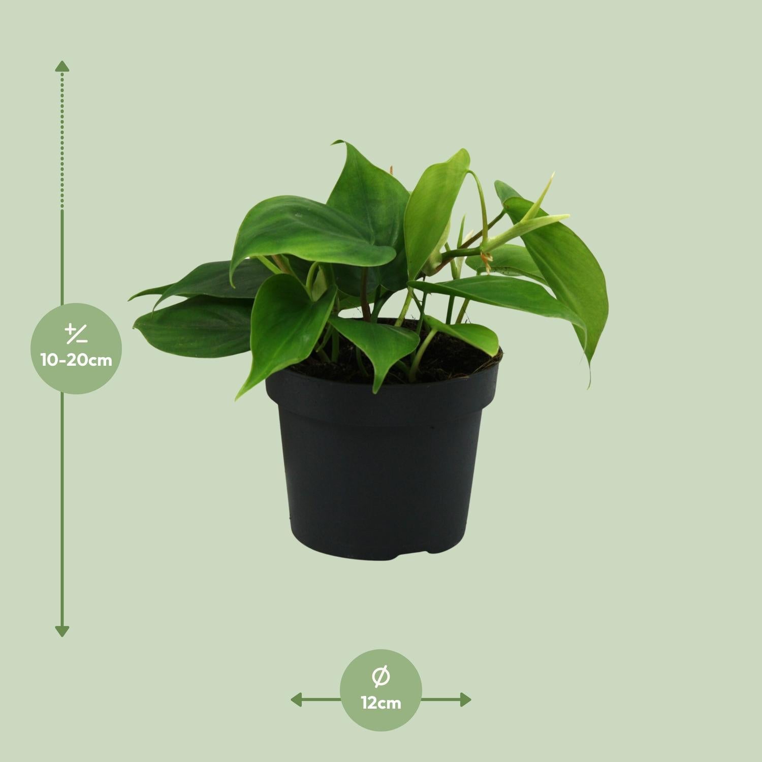 Philodendron Scandens - Ø12cm - ↕20cm