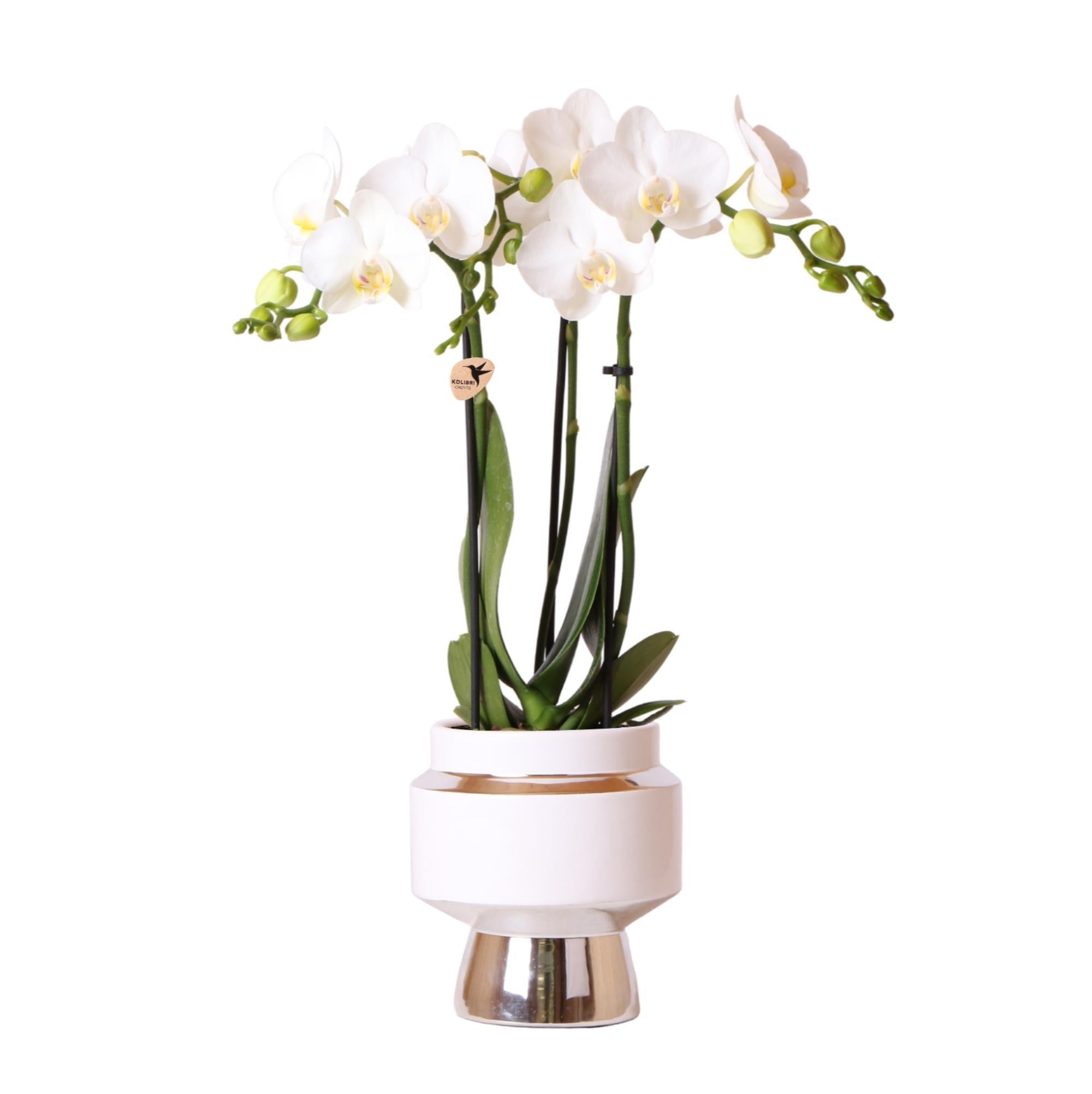 Orchidee Weiße Phalaenopsis Orchidee - Amabilis + Le Chic Deko-Topf silber - Topfgröße Ø9cm - 40cm hoch | blühende Zimmerpflanze im Blumentopf - frisch vom Züchter