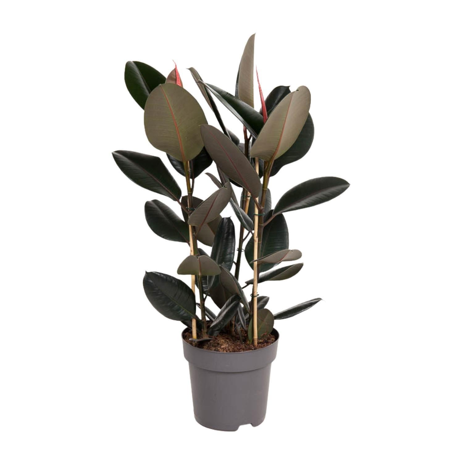 Gummibaum Ficus Elastica Abidjan - Ø27cm - ↕110cm