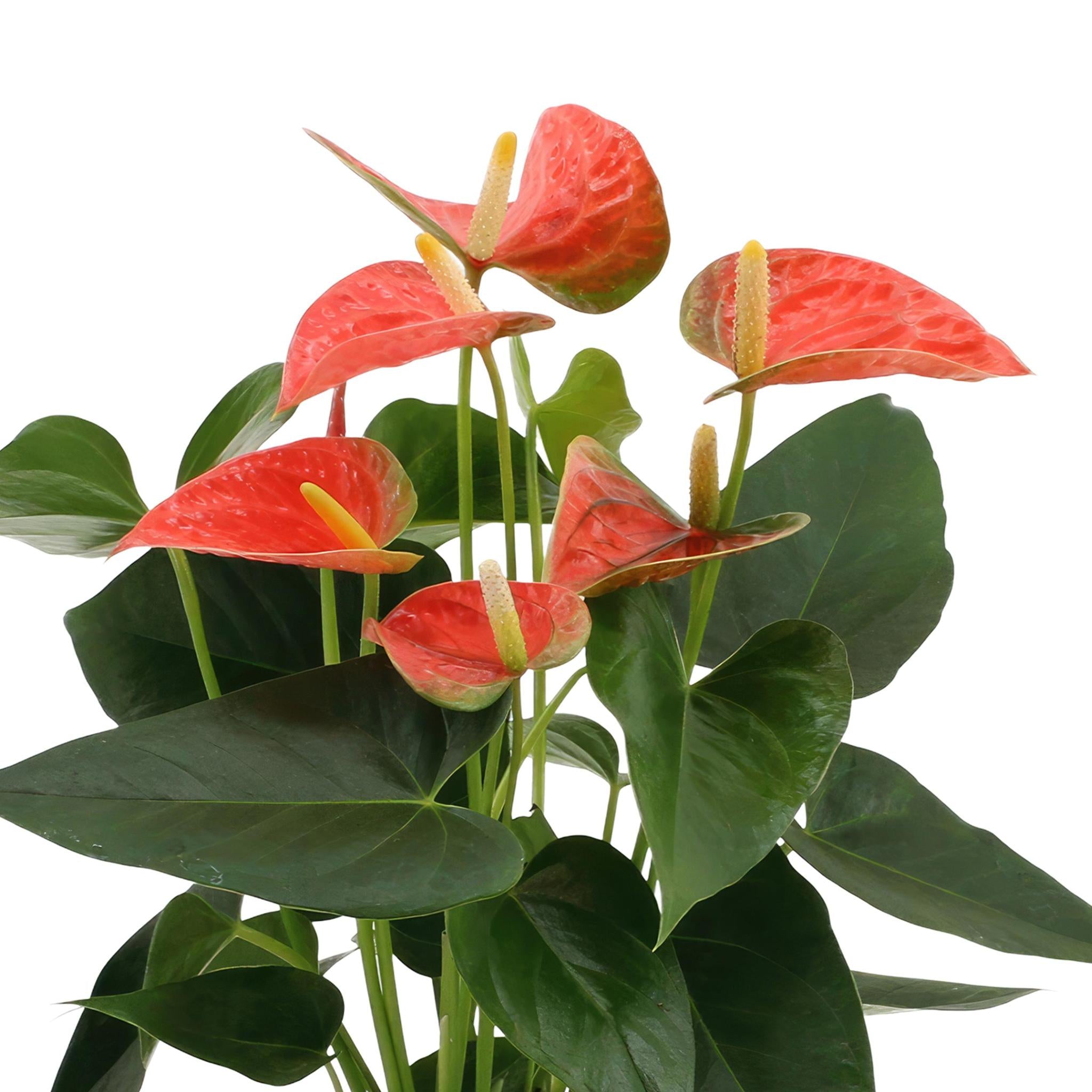 Anthurium andreanum Prince of Orange incl. PURE Zinktopf - 45cm - Ø12