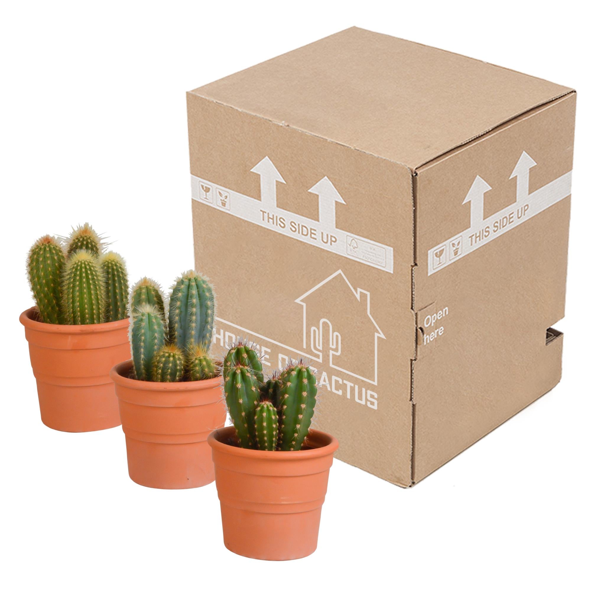 Säulenkaktus - Cereus-Mischung 10,5 cm - 3 Stück im terracotta Topf