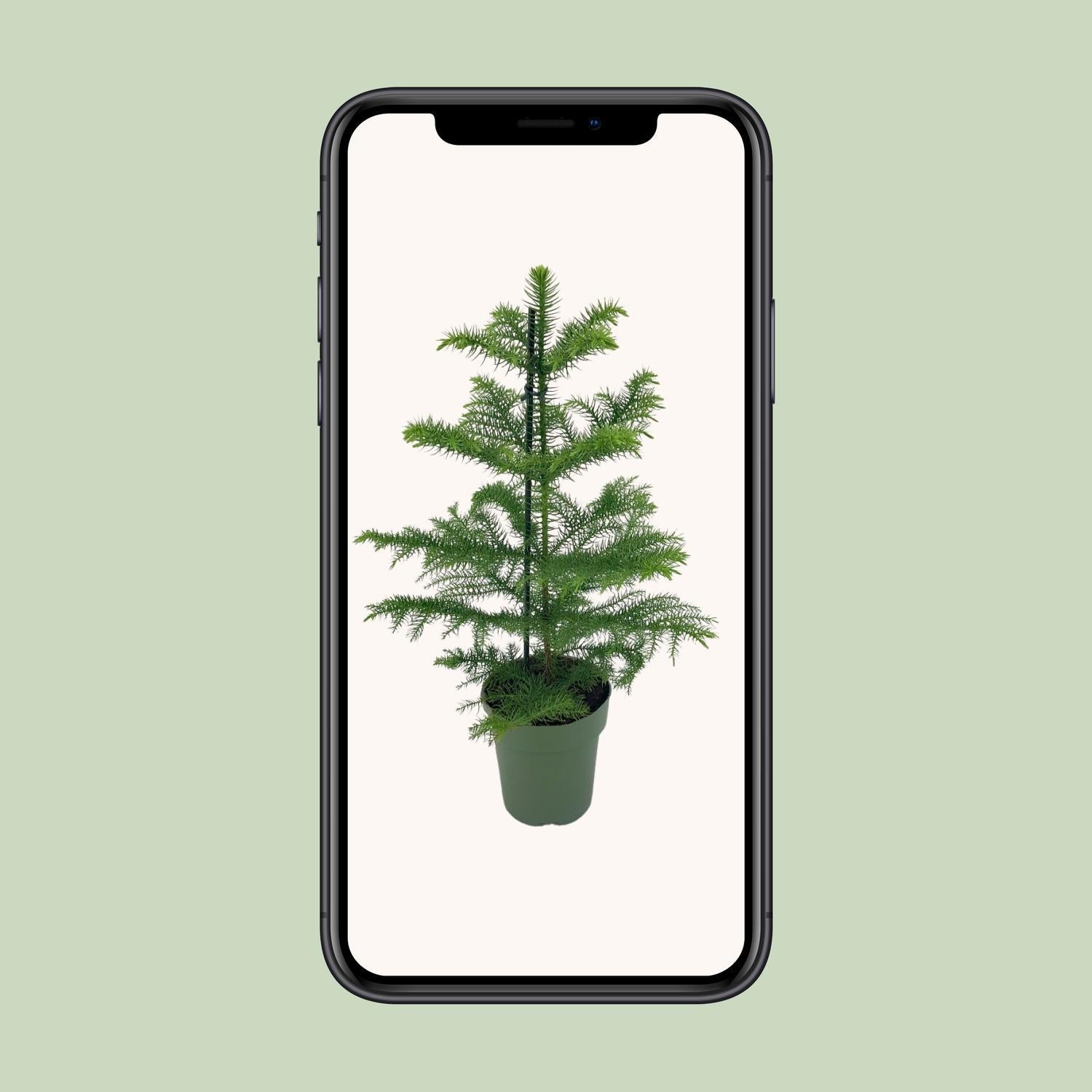 Norfolktanne  - Araucaria Heterophylla - Ø14 - ↨40cm