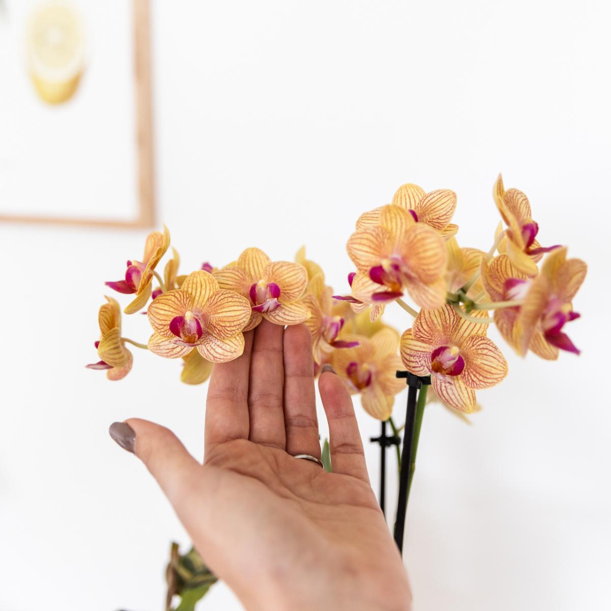 Orchidee Orange Phalaenopsis Orchidee - Bolzano + Painted Stripe Topf Orange - Topfgröße Ø9cm | Blühende Zimmerpflanze - Frisch vom Züchter