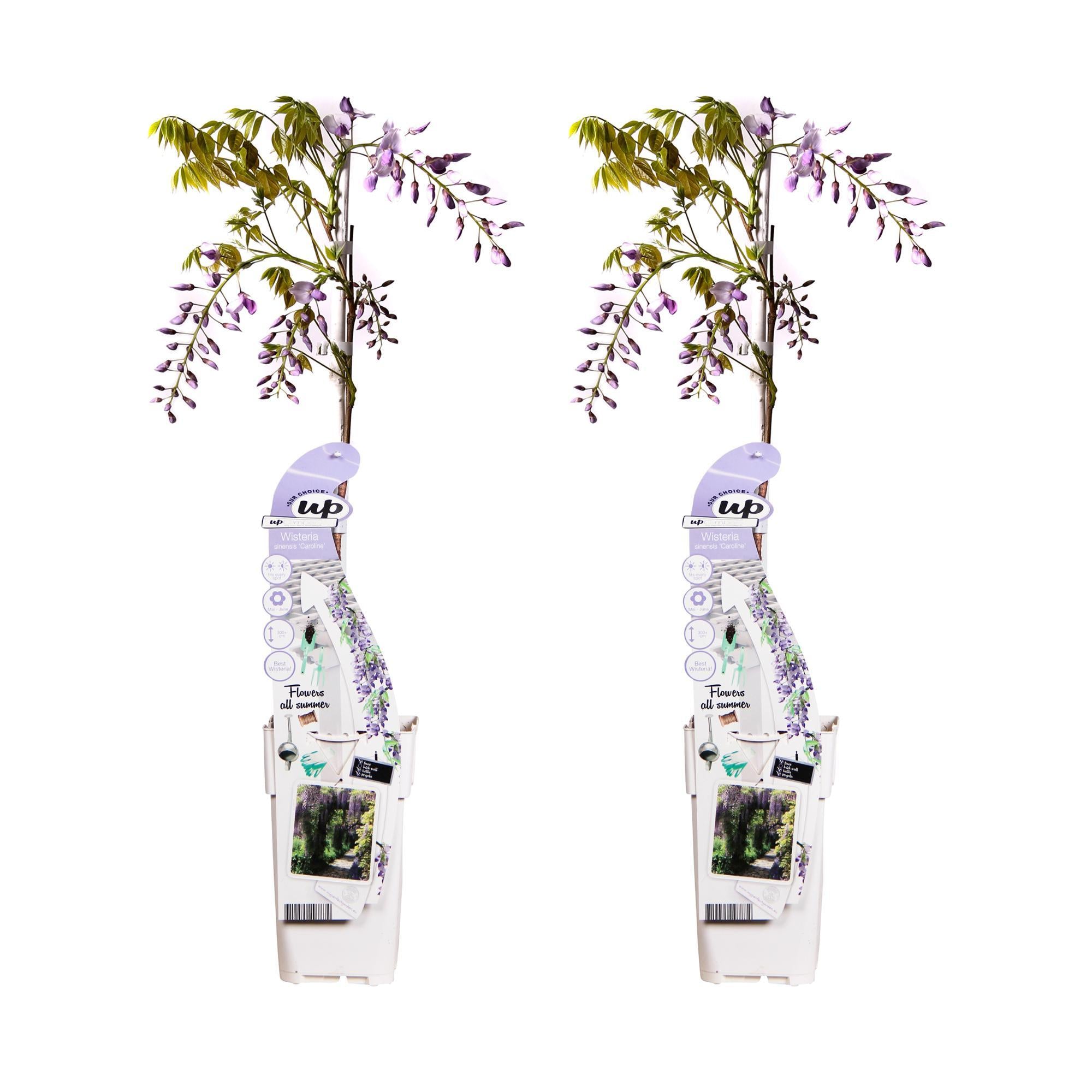 Wisteria sinensis 'Caroline' - ↨65cm - Ø15