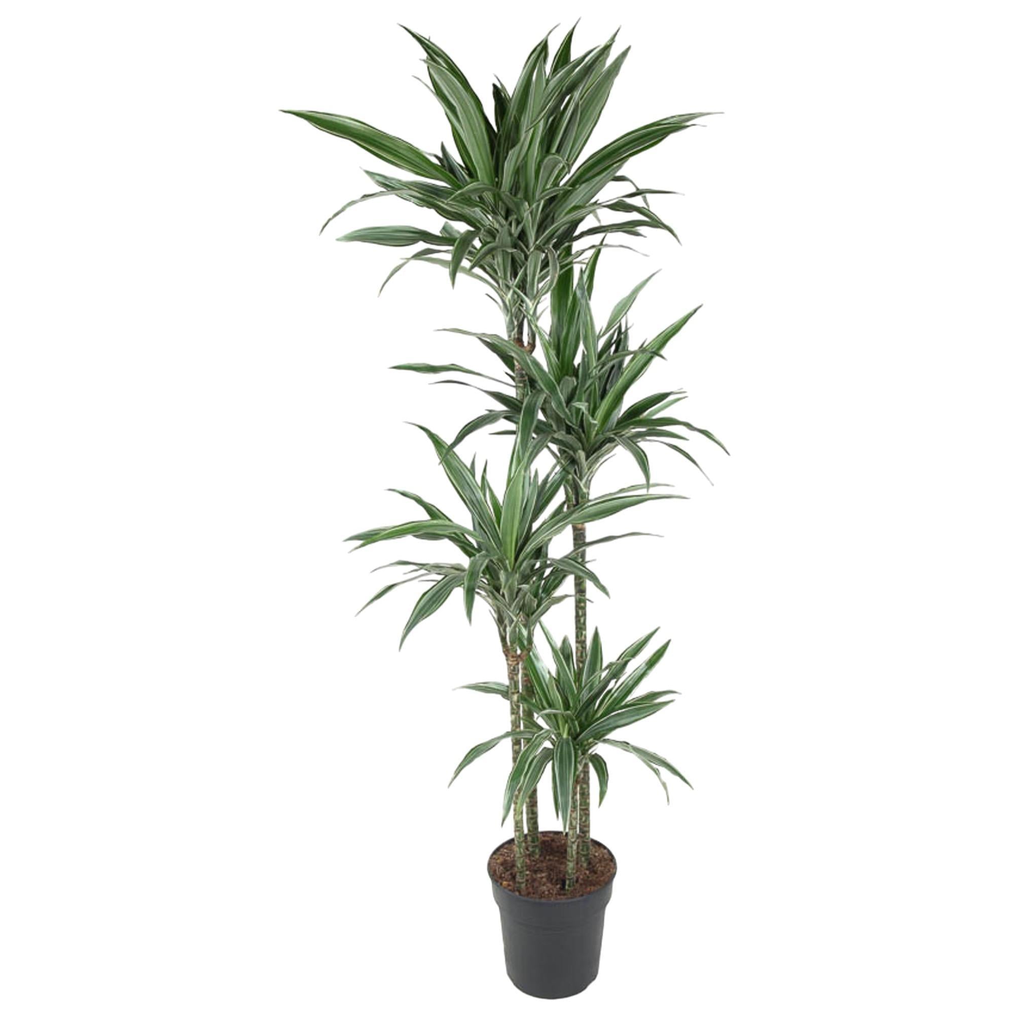 Drachenbaum Warneckei - Dracaena Warneckei - 190 cm - ø27