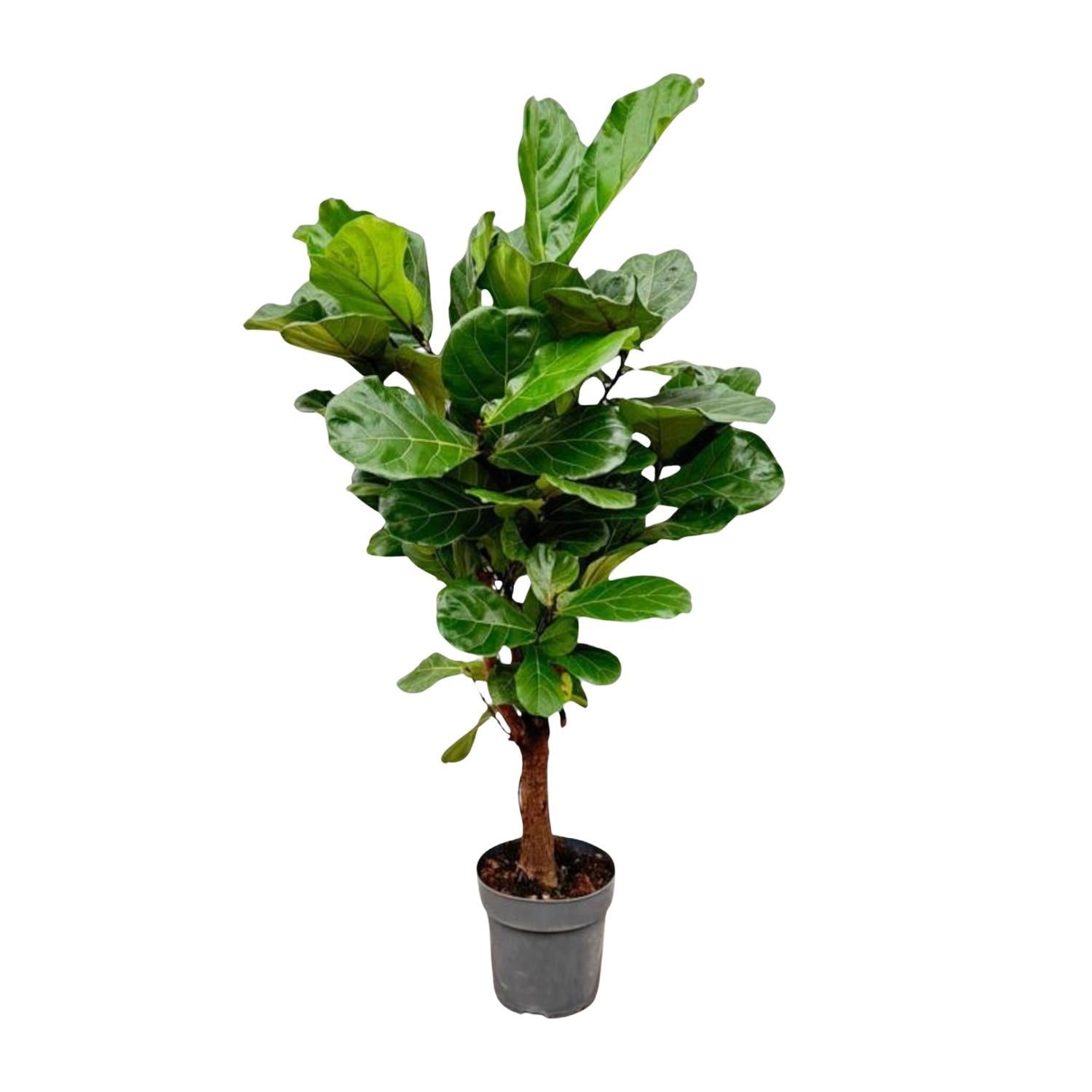 Geigenfeige - Ficus Lyrata - 150cm - ø24