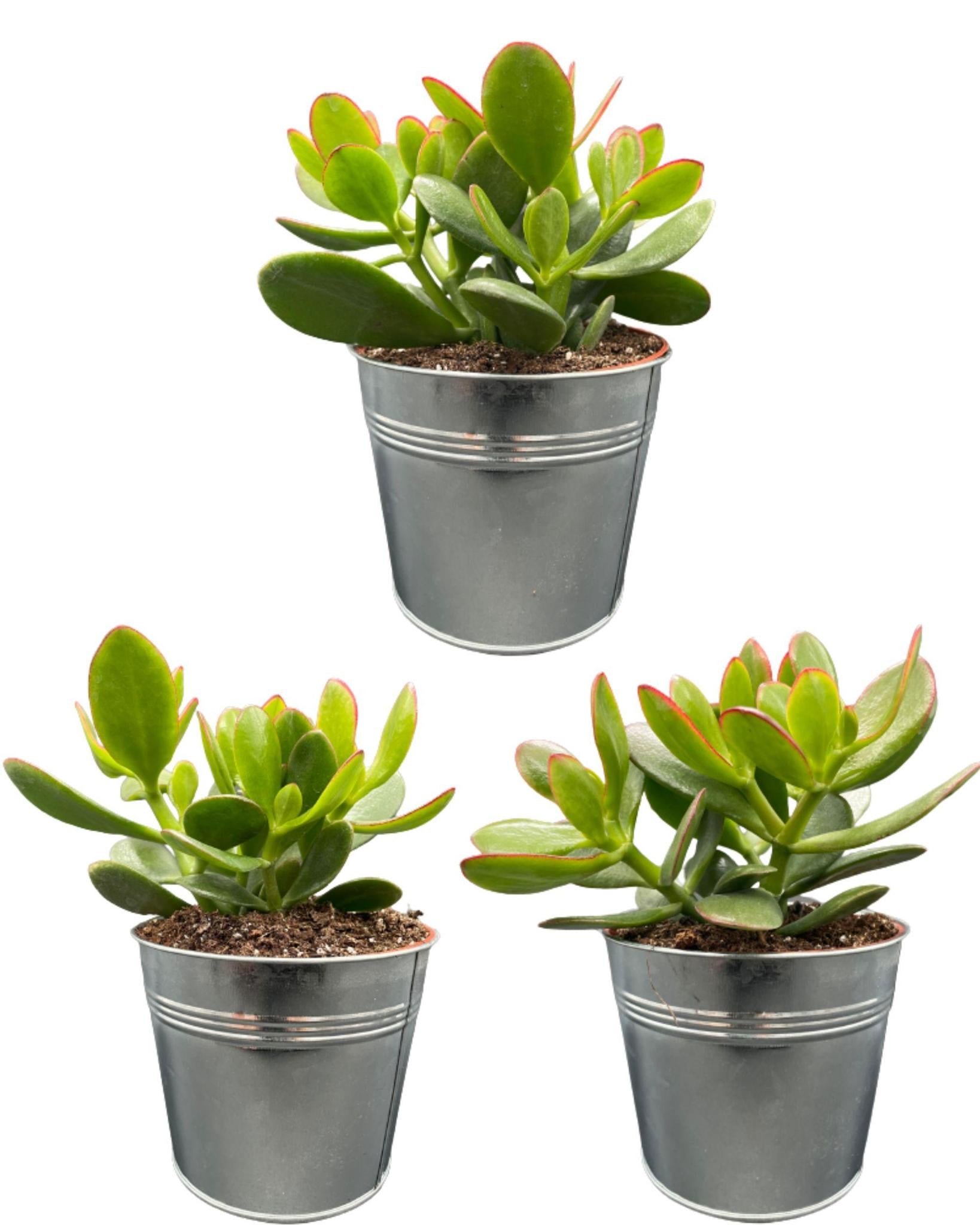 Gummibaum - Crassula Ovata - 12cmØ- 15-20cm im Zink Topf   3 Stück