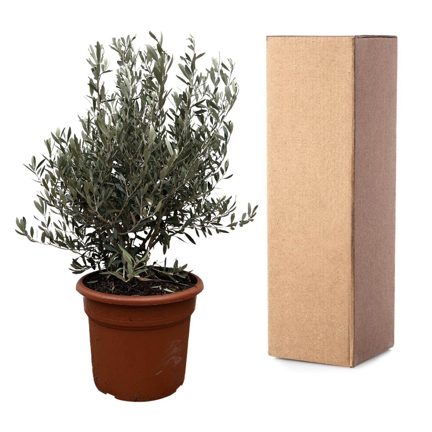 Olea Olive Europaea strauch - 130cm- ø35