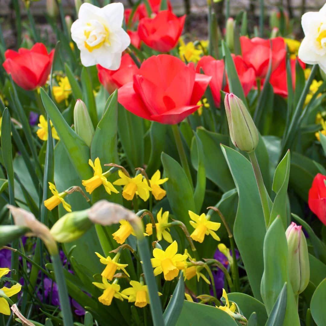 Frühlingsblumenzwiebeln Mix - Tulpen,Narzissen, Osterglocken u. Krokuse &nbsp;Super Lasting Wild Mix - Nachhaltige Vorteilspackung, 100 Blumenzwiebeln für 2,5 qm Blumenpracht