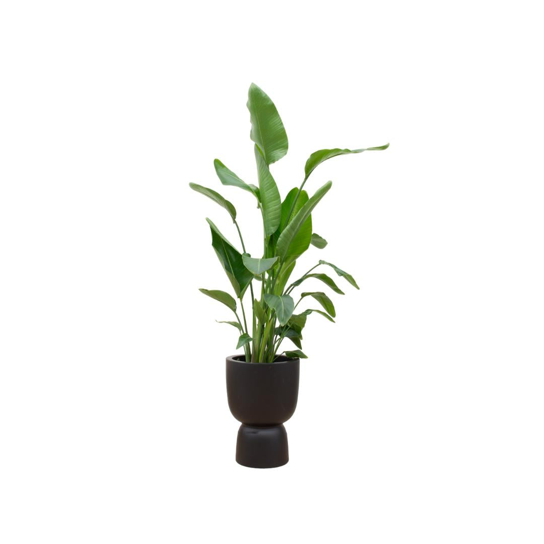 Strelitzia Nicolai inclusief elho Pure Coupe Topf schwarz Ø35 - 200 cm