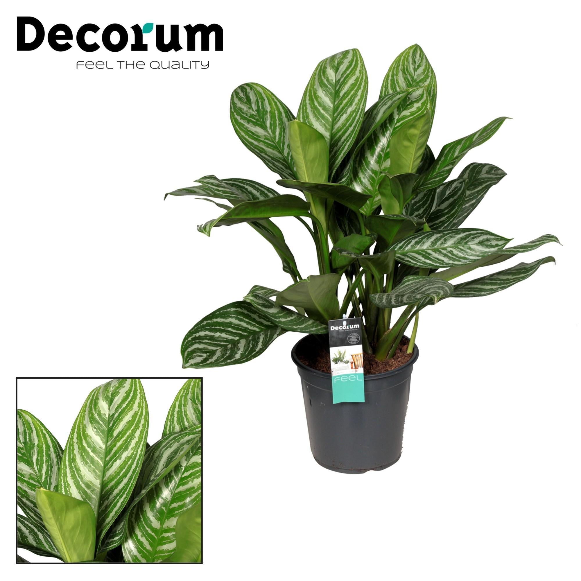 Aglaonema Strepen - Ø21cm - ↕80cm