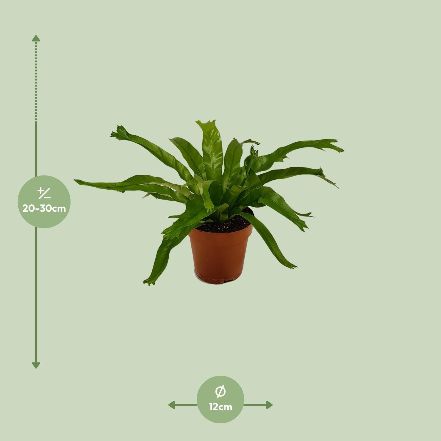 Nestfarn - Asplenium Crissie - Ø12cm - ↕30cm