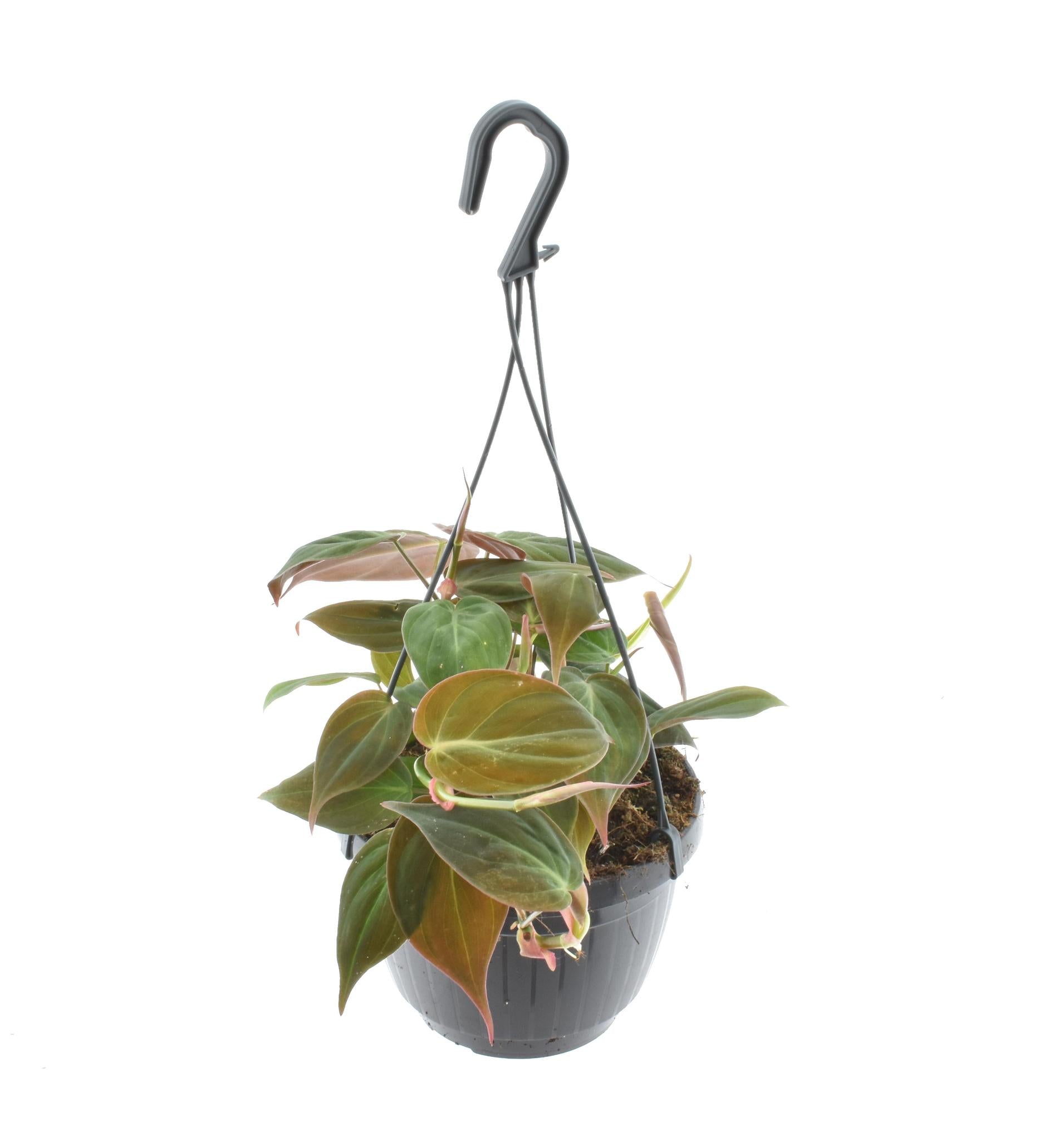 Philodendron Scandens 'Micans' Ampel  - Ø15cm - ↕40cm