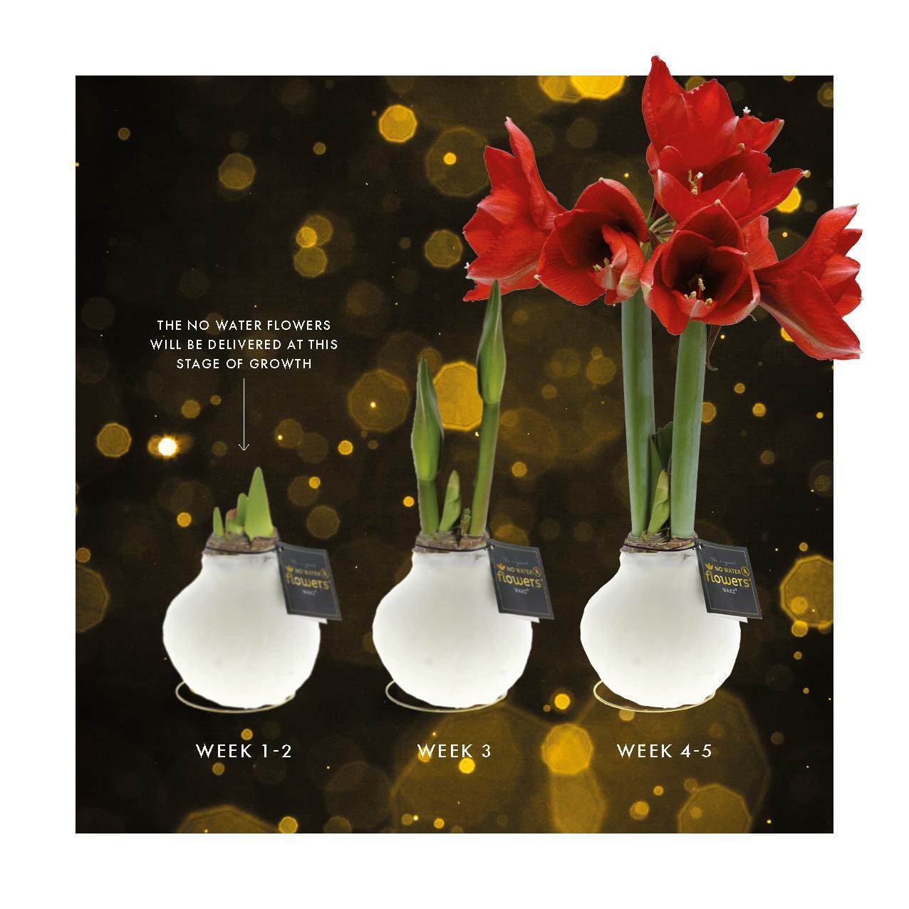 No Water Flowers® (wax amaryllis) | Univerz Saturnus Mix (3 pack) + Red flower