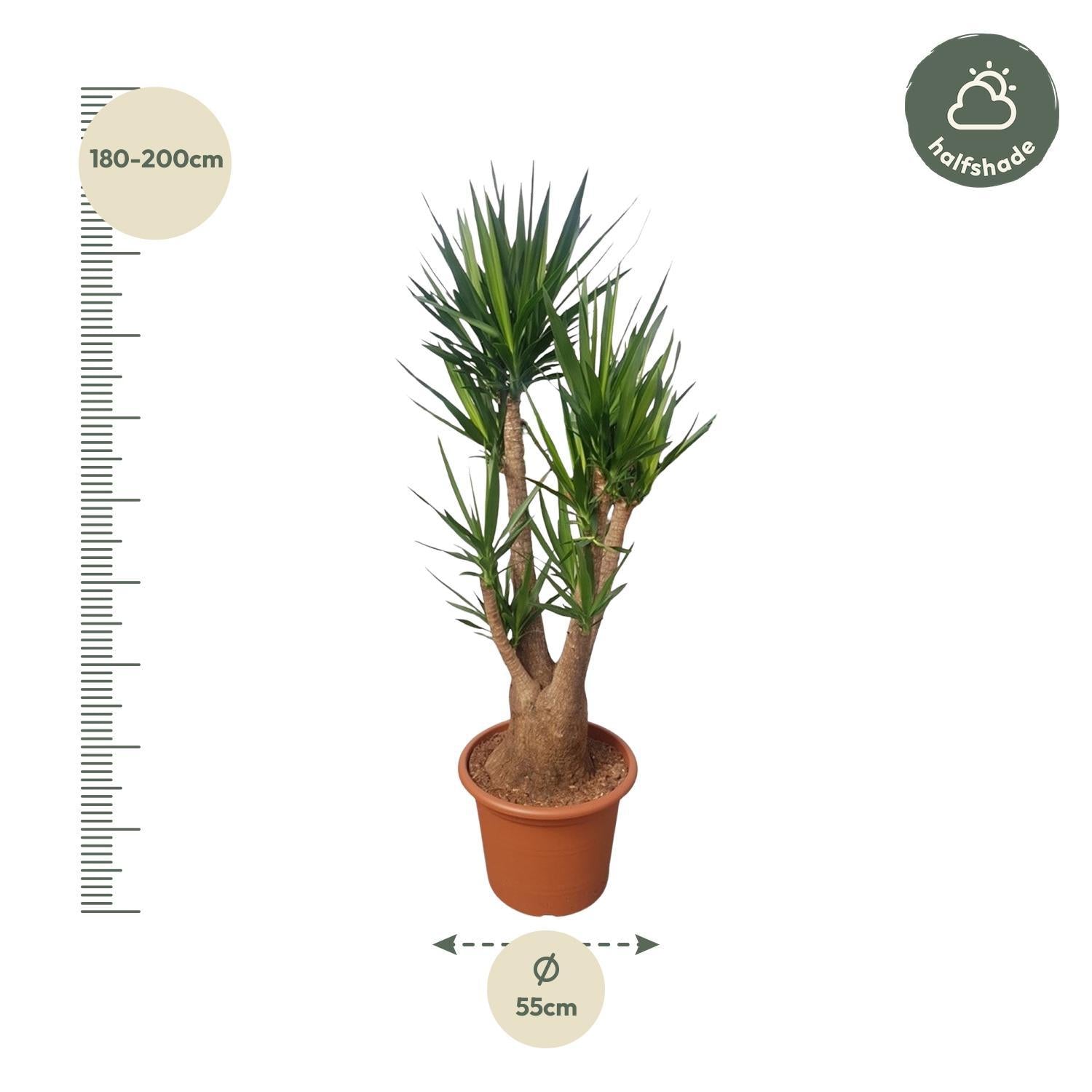 Yucca Elephantipes verzweigt 190 cm - ø55