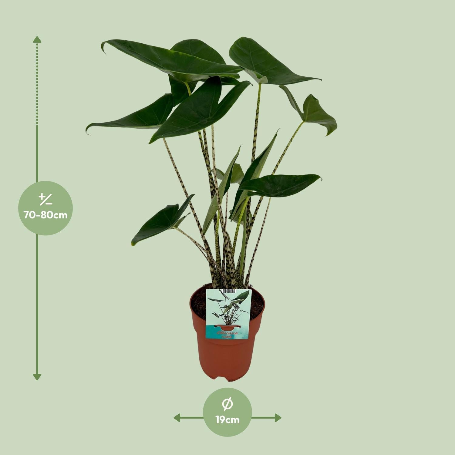 Elefantenohr - Alocasia Zebrina Ø19cm - ↕75cm