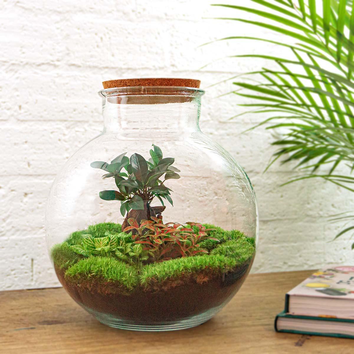 Bottle Garden - Bolder Bob Bonsai - ↕ 30 cm - Hark + Schop + Pincet