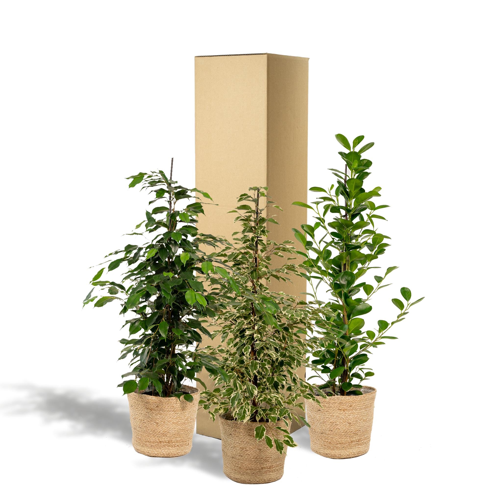 Birkenfeigen Mix - Ficus Benjamina Danielle - Ø21cm - ↕95cm + Ficus Benjamina Twilight - Ø21cm - ↕95cm + Ficus Microcarpa Moclame - Ø21cm - ↕95cm + Korb Selin