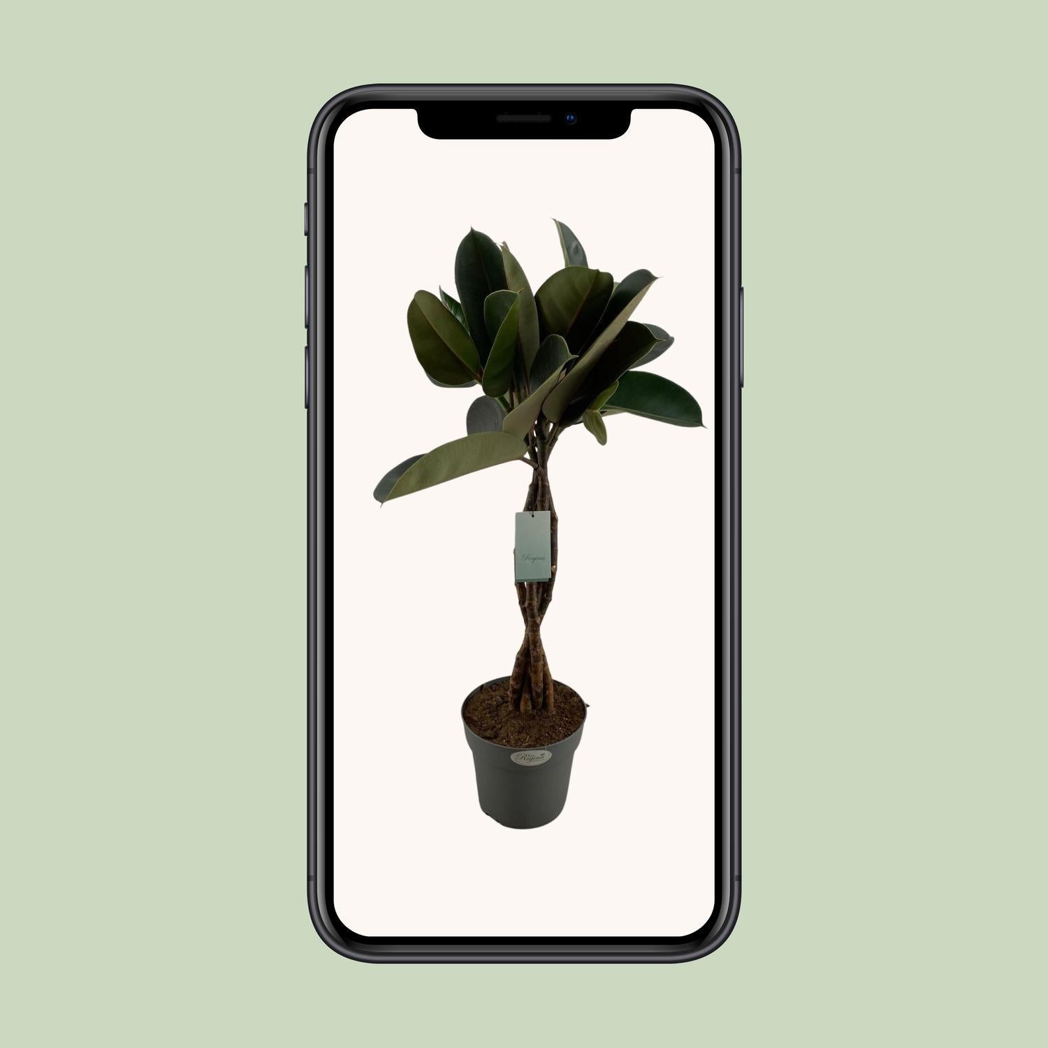 Gummbaum - Ficus Elastica Burgundy - Ø24cm - ↕100cmibaum