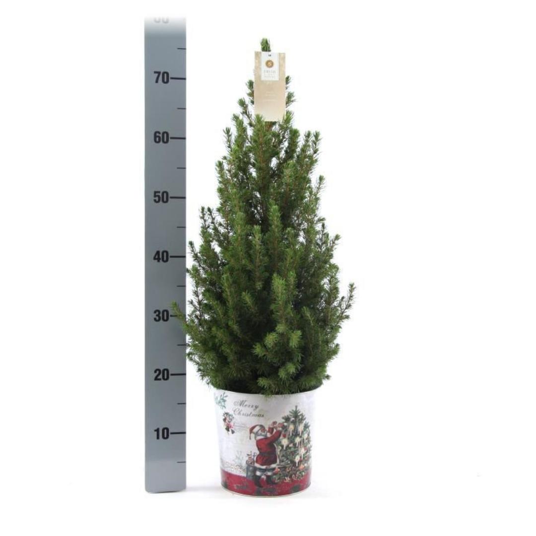 Kleiner Weihnachtsbaum in Weihnachten Topf - 70 cm - Picae Glauca Conica - Standalone