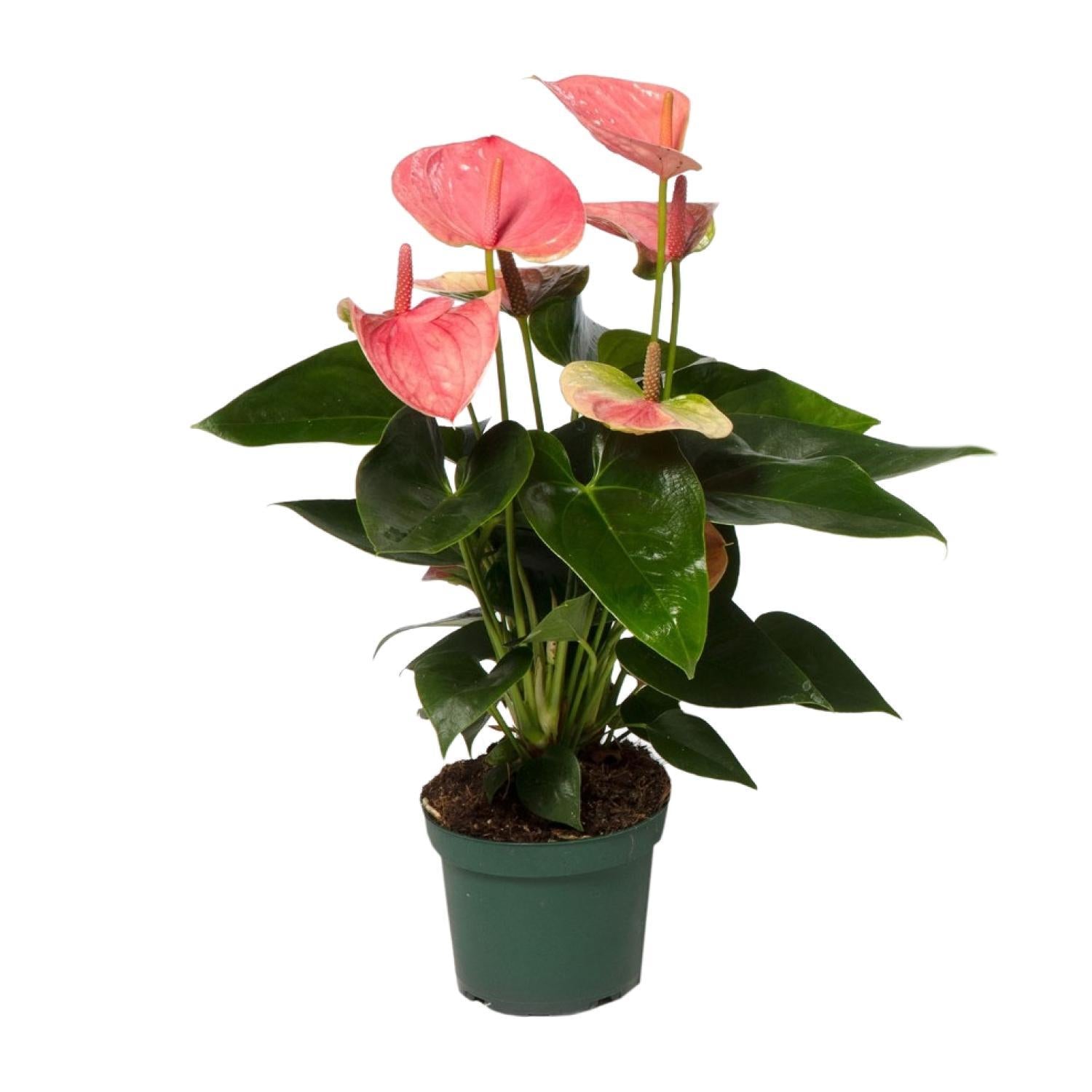 Anthurie - Anthurium Sweet Dream - Ø12cm - ↕35cm