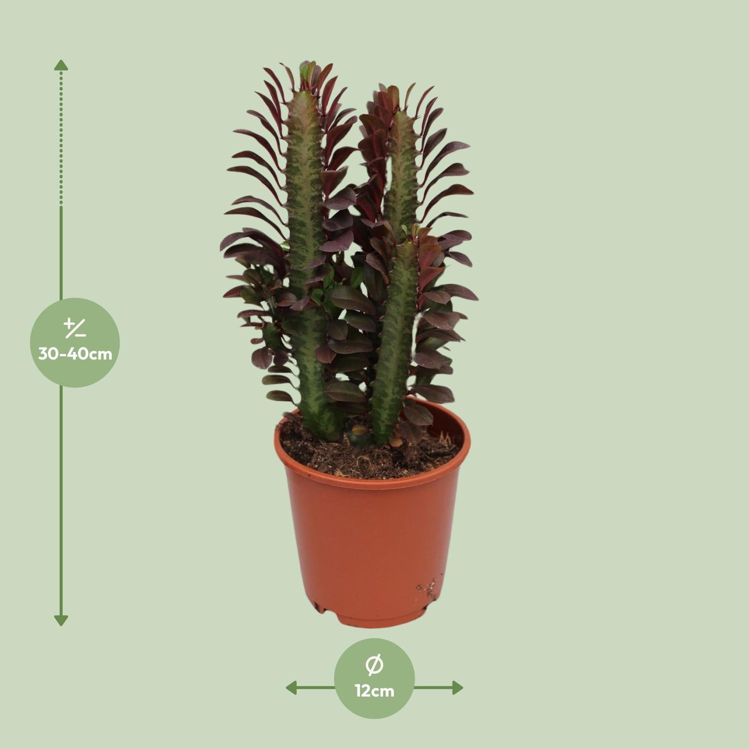 Wolfsmilch  Euphorbia Trigona Rubra - Ø12cm - ↕40cm