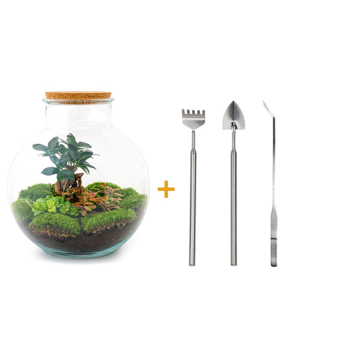 Flaschengarten - Bolder Bob Bonsai - ↕ 30 cm - Rake + Shovel + Tweezer