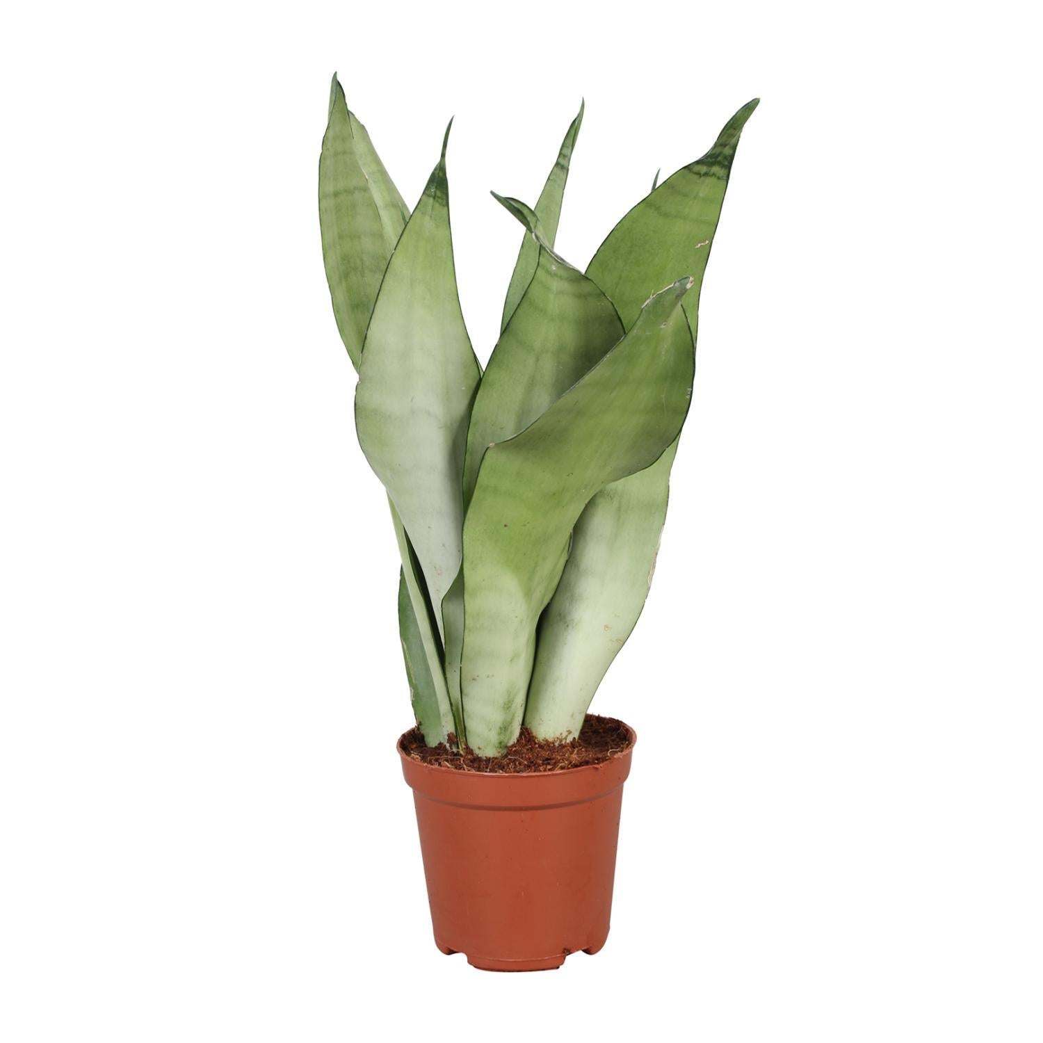 Schwiegermutterzunge - Sansevieria Trifasciata Moonshine - Ø12cm - ↕30cm