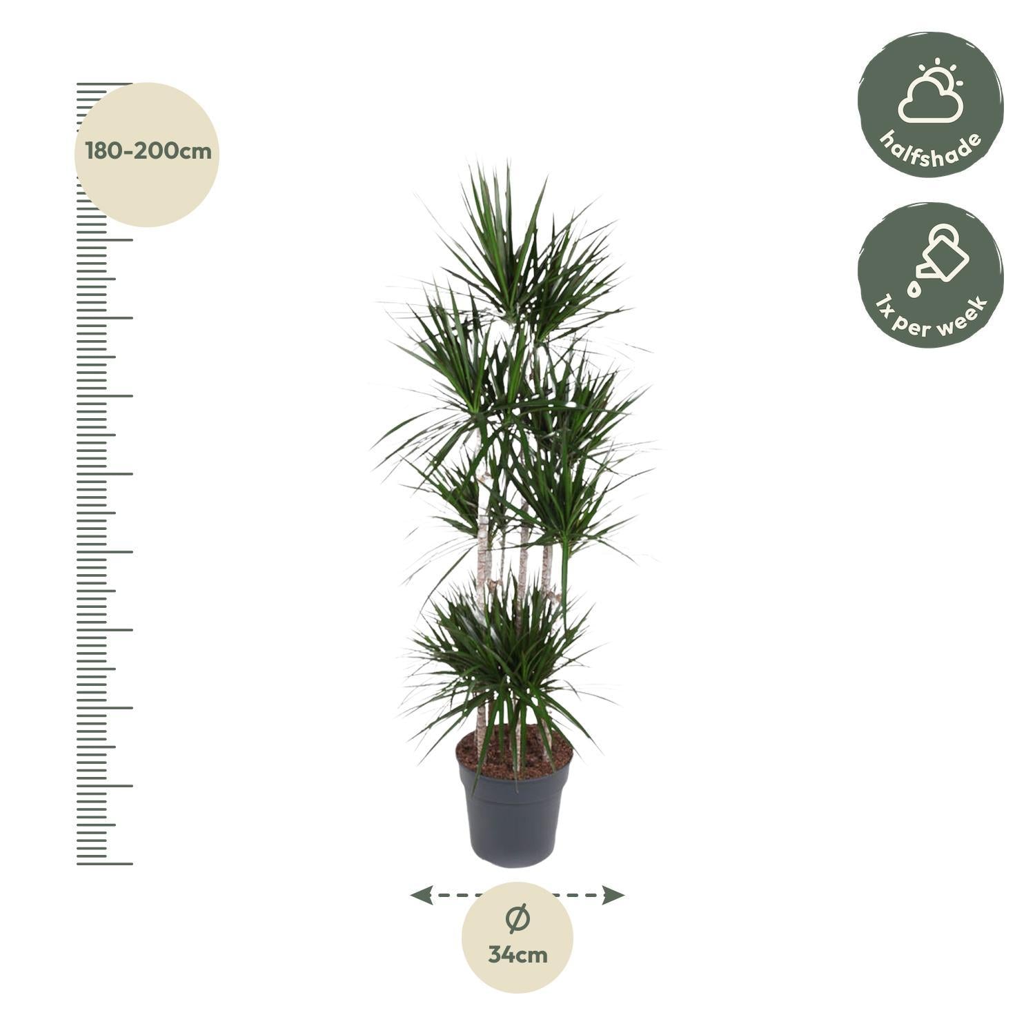 Drachenbaum Marginata - Dracaena Marginata Carrousel - 190 cm - ø34