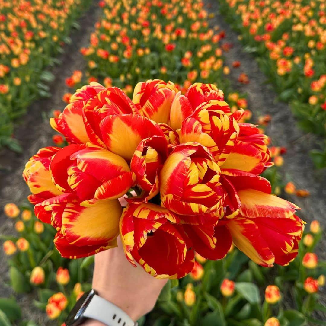 Tulpen Mix - Vorteilspackung, 100 Blumenzwiebeln für 2,5 qm Blumenpracht - Größe 12+