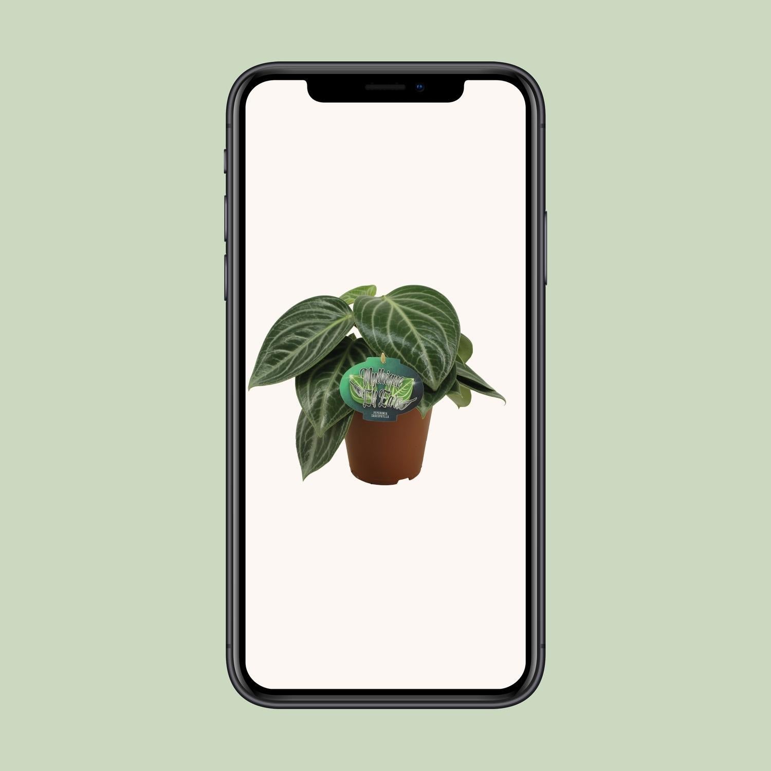 Peperomia Sarcophylla - Ø15cm - ↕25cm