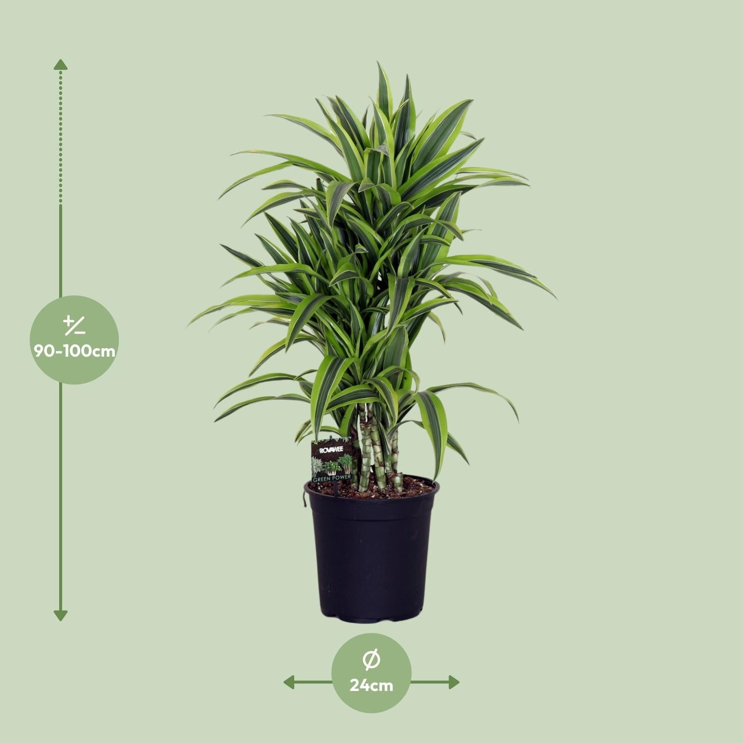 Dracaena Fragr. Citroen Limoen - Ø24cm - ↕100cm