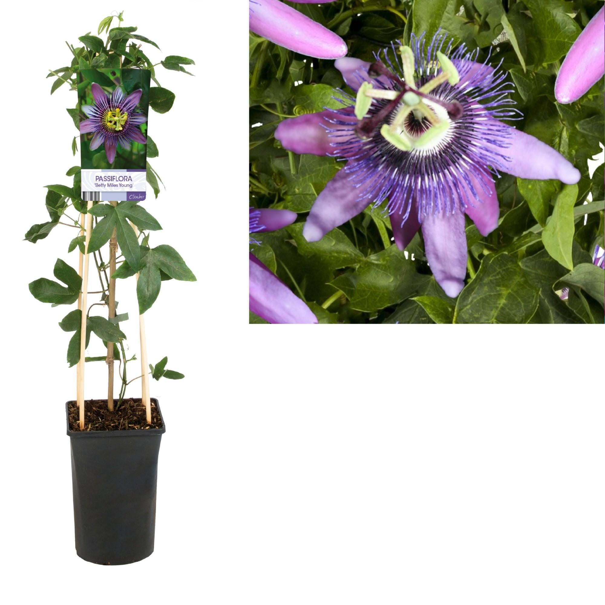 Passiflora 'Betty Miles Young' +licht etiket - Ø17cm - ↕75cm