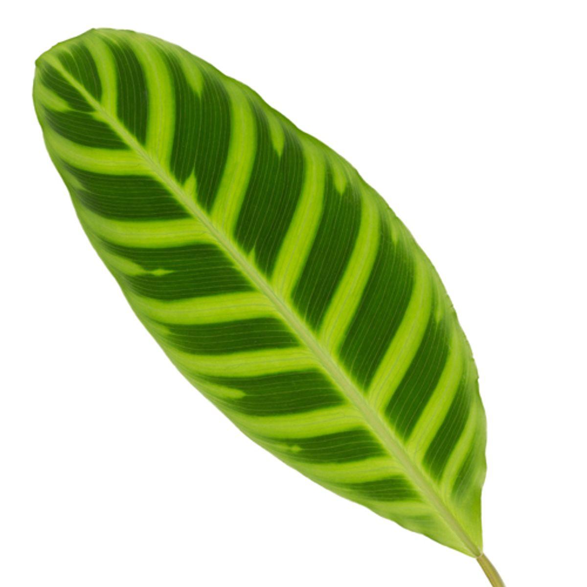 Zebrakalatee - Calathea Zebrina - 80 cm - Ø19cm