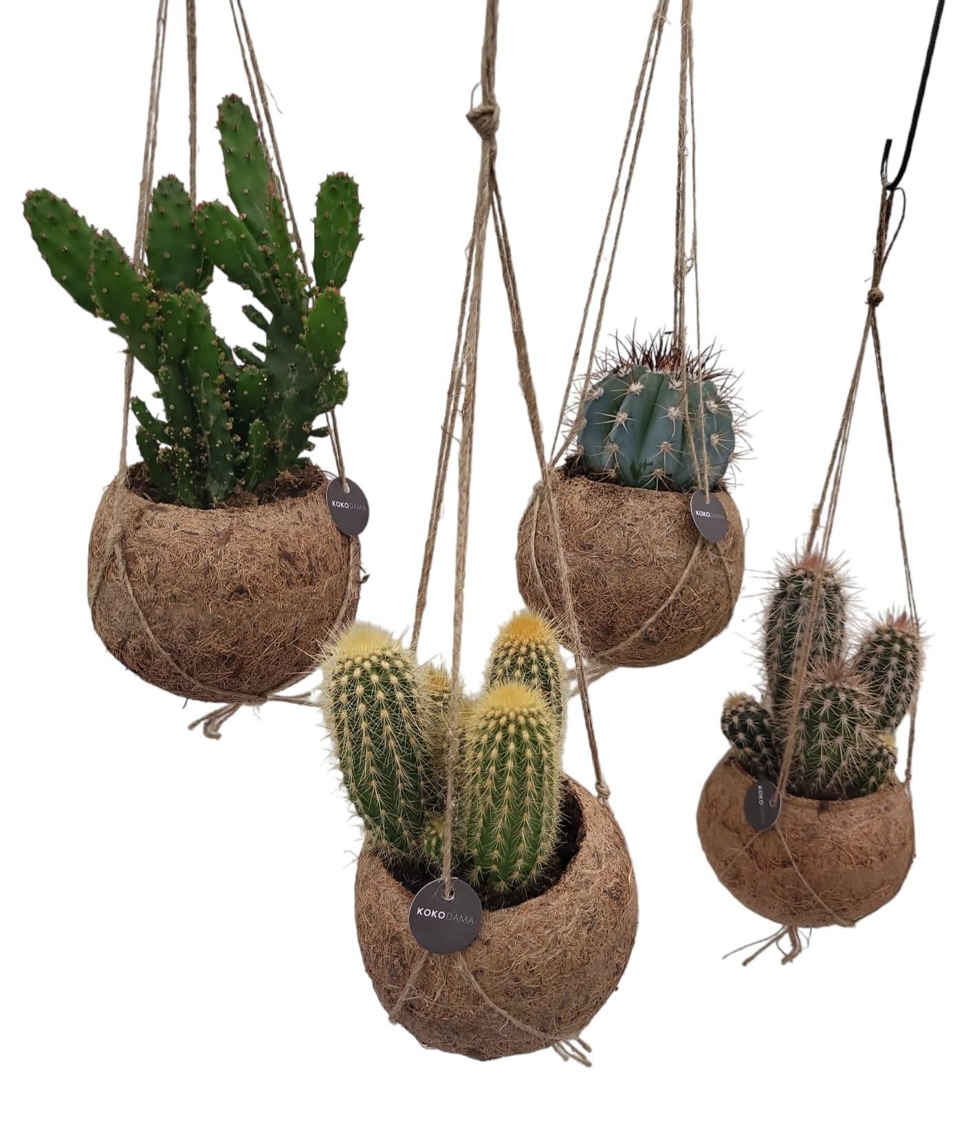 Japanischer Moosball - Kokodama Cactus Mix - 4 Stück - Ø12cm - ↕20cm