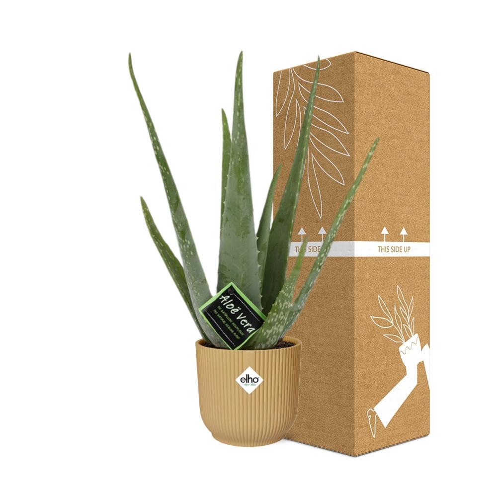 Aloe Vera 12cm in ELHO Vibes Fold 14cm Topf gelb