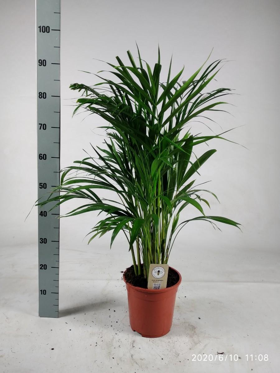 Arecapalme - Dypsis Lutescens 90cm - Ø21cm - ↕90cm