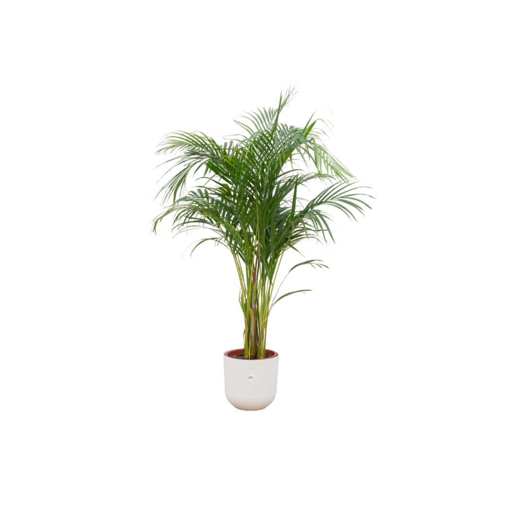 Arecapalme  Dypsis  inklusive elho Jazz Round Topf weiß Ø26 - 140 cm