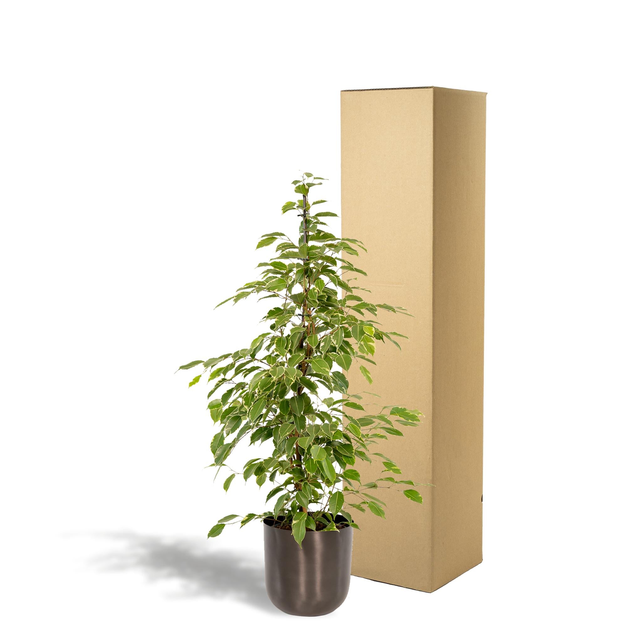 Birkenfeige - Ficus Benjamina Golden King - Ø21cm - ↕95cm + Topf Mayk Lead