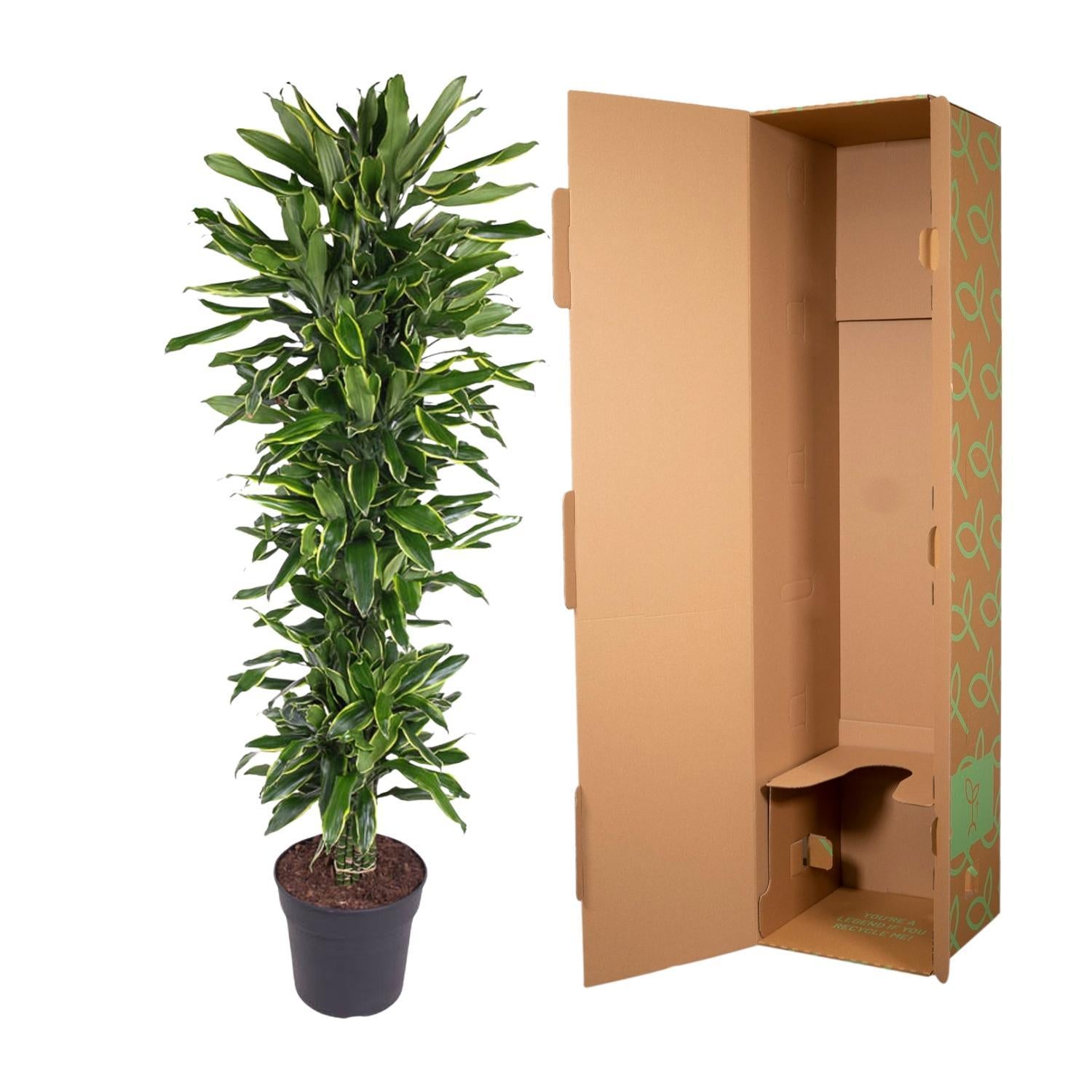 Drachenbaum Golden Coast - Dracaena Golden Coast verzweigt - 170 cm - ø34