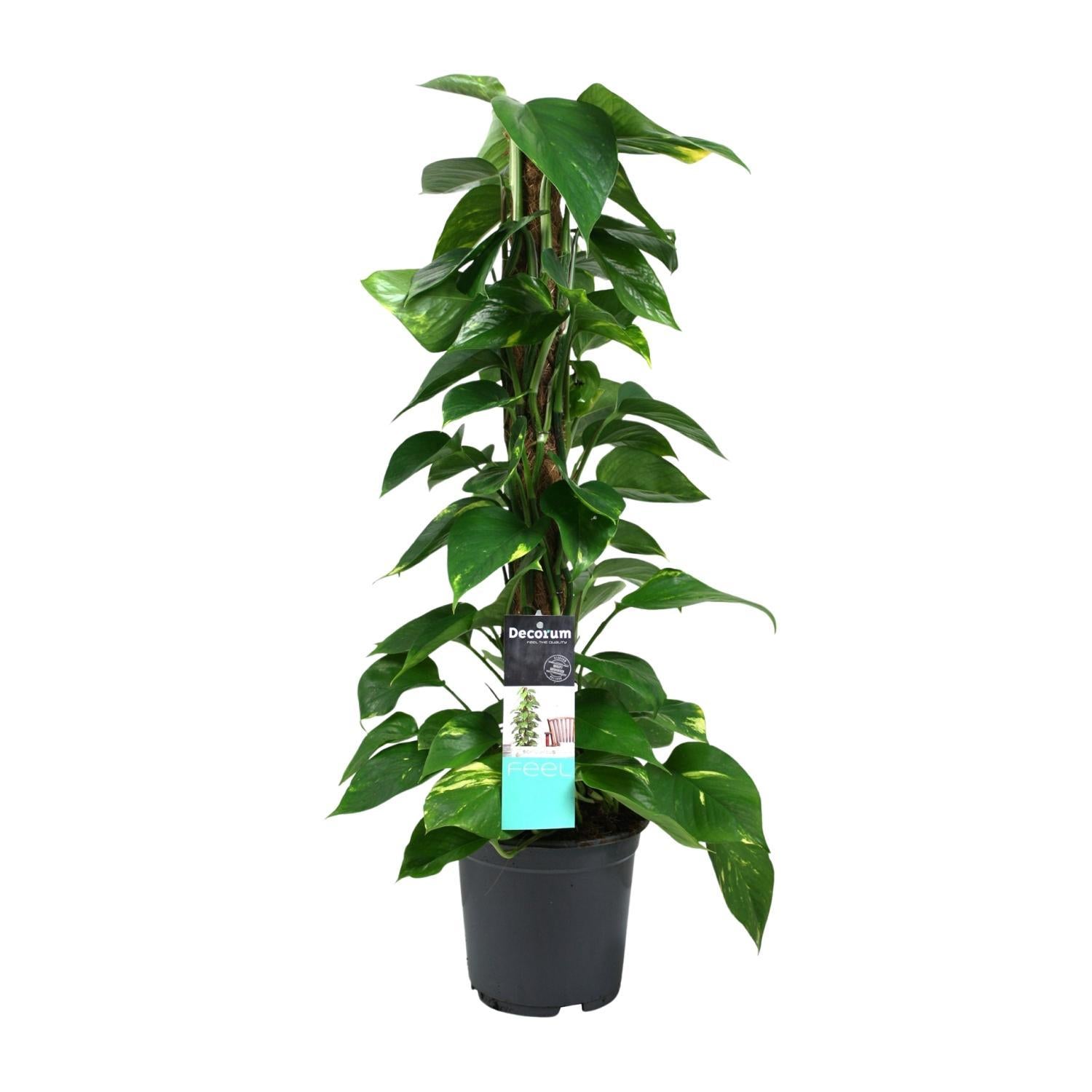 Scindapsus (Epipremnum) - Ø19cm - ↕80cm