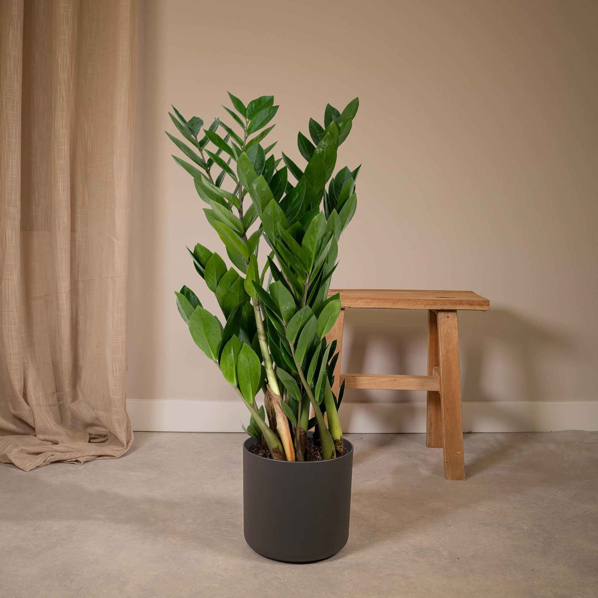 Smaragdpalme oder Glücksfeder - Zamioculcas Zamiifolia - Ø17cm - ↕70cm