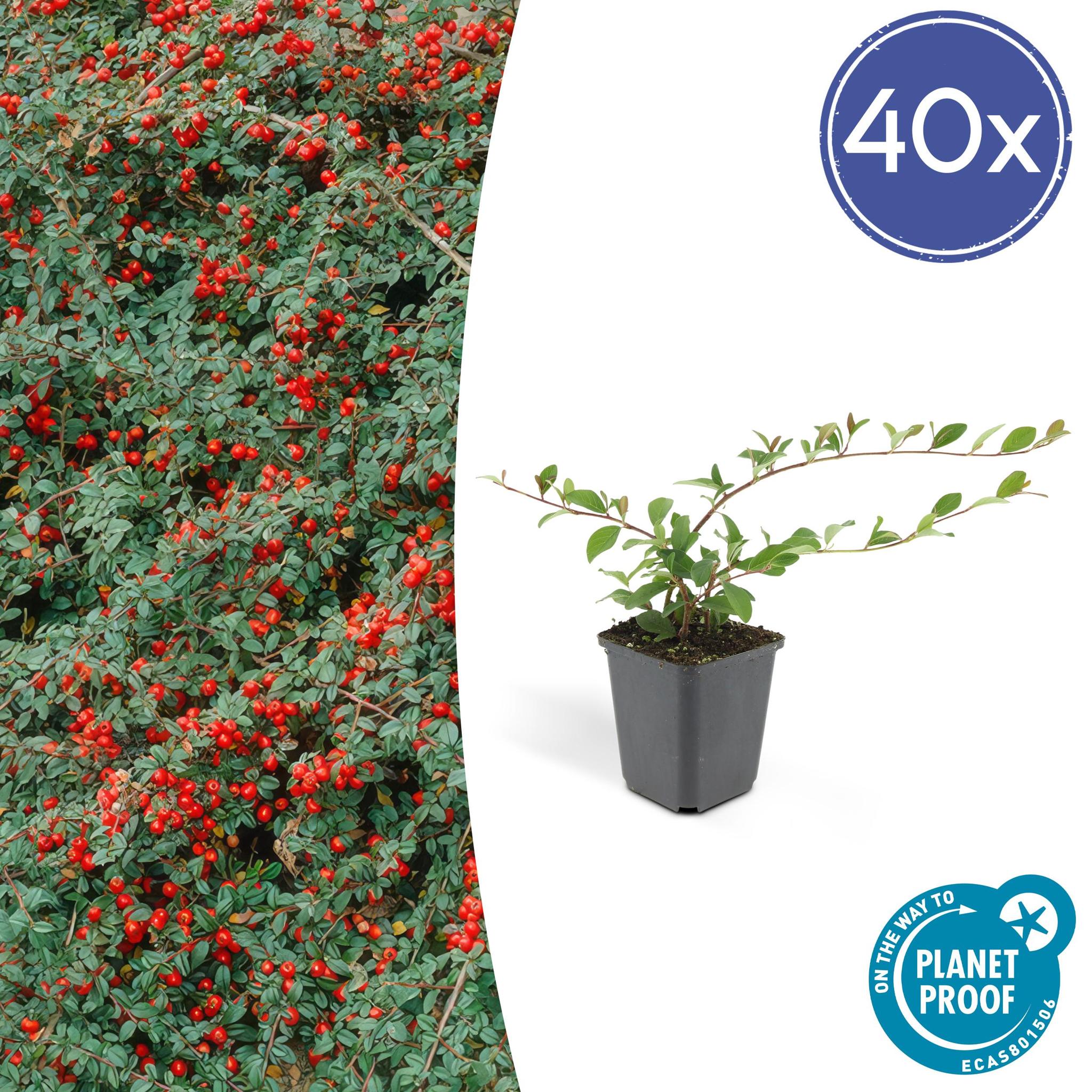 Zwergmispel, Teppichmistel auch Kriechmispel - Cotoneaster dammeri - ↕10-25cm - Ø9cm - 40 Stück