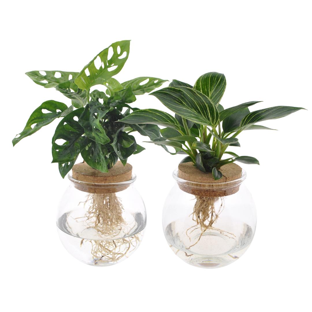 Konvexes Glas Duo Monstera Adansonii/White Wave - 2 Stücke - Ø12cm - ↕30cm