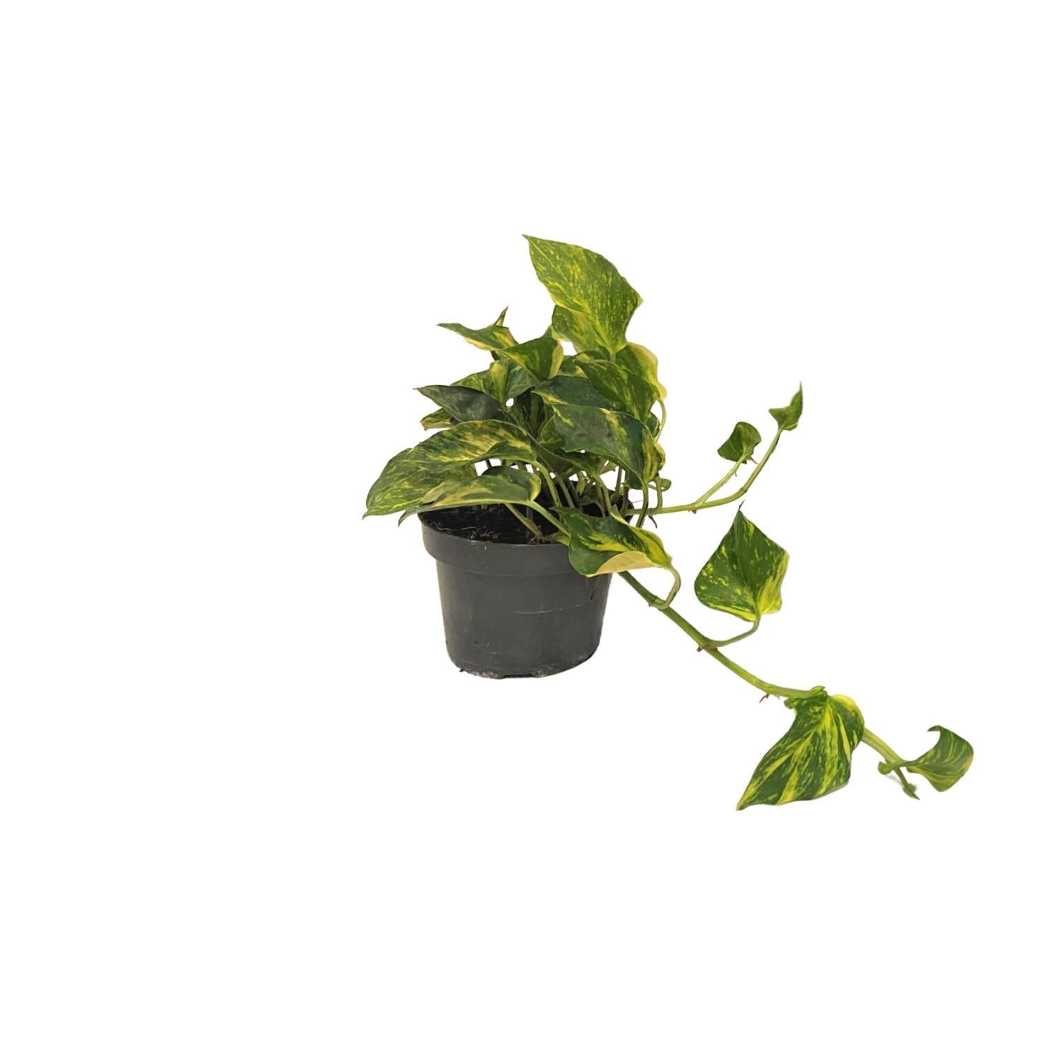 Scindapsus (Epipremnum) N'joy Goud - Ø12cm - ↕25cm