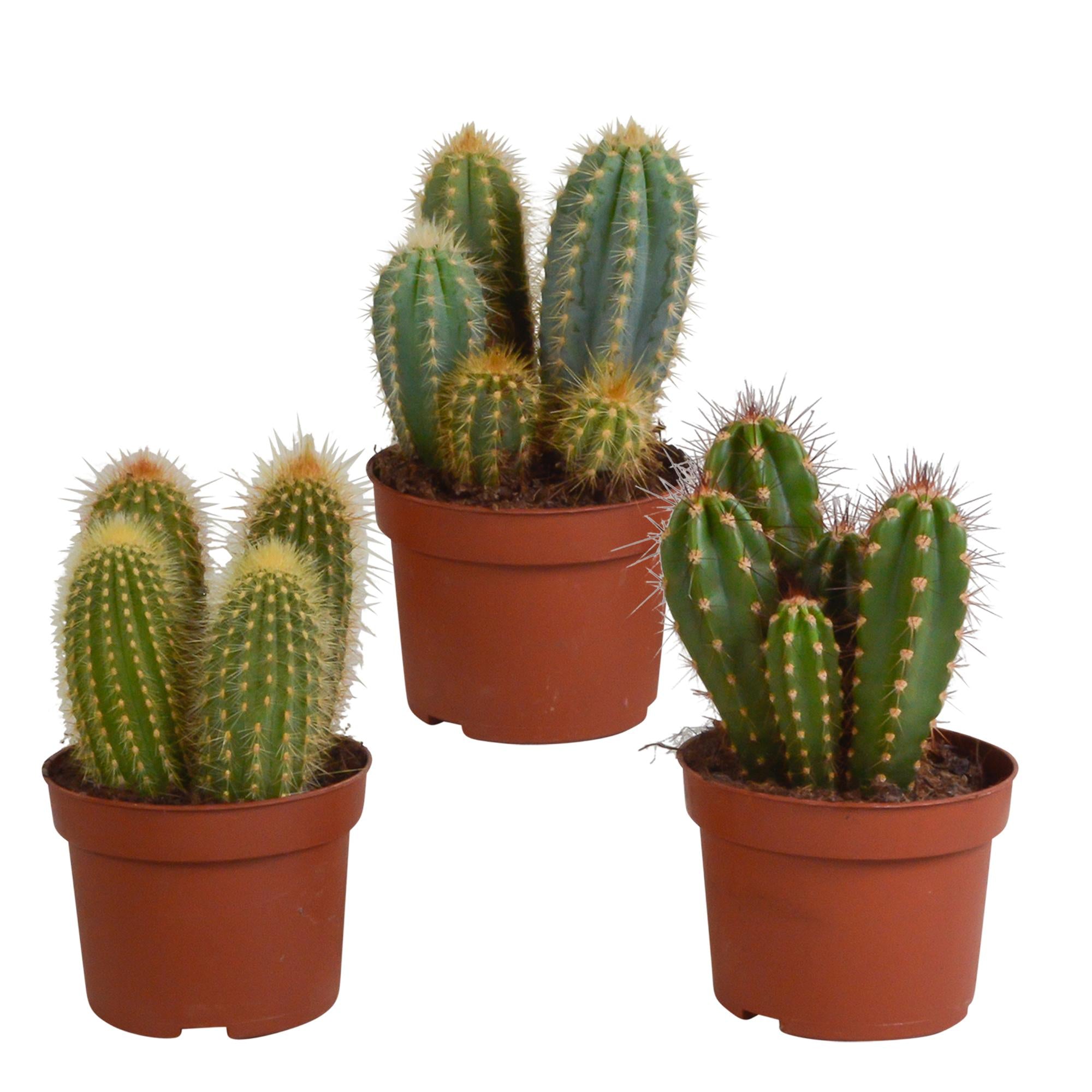 Säulenkaktus Mix - Cereus-Mischung 10,5 cm - 3 Stück