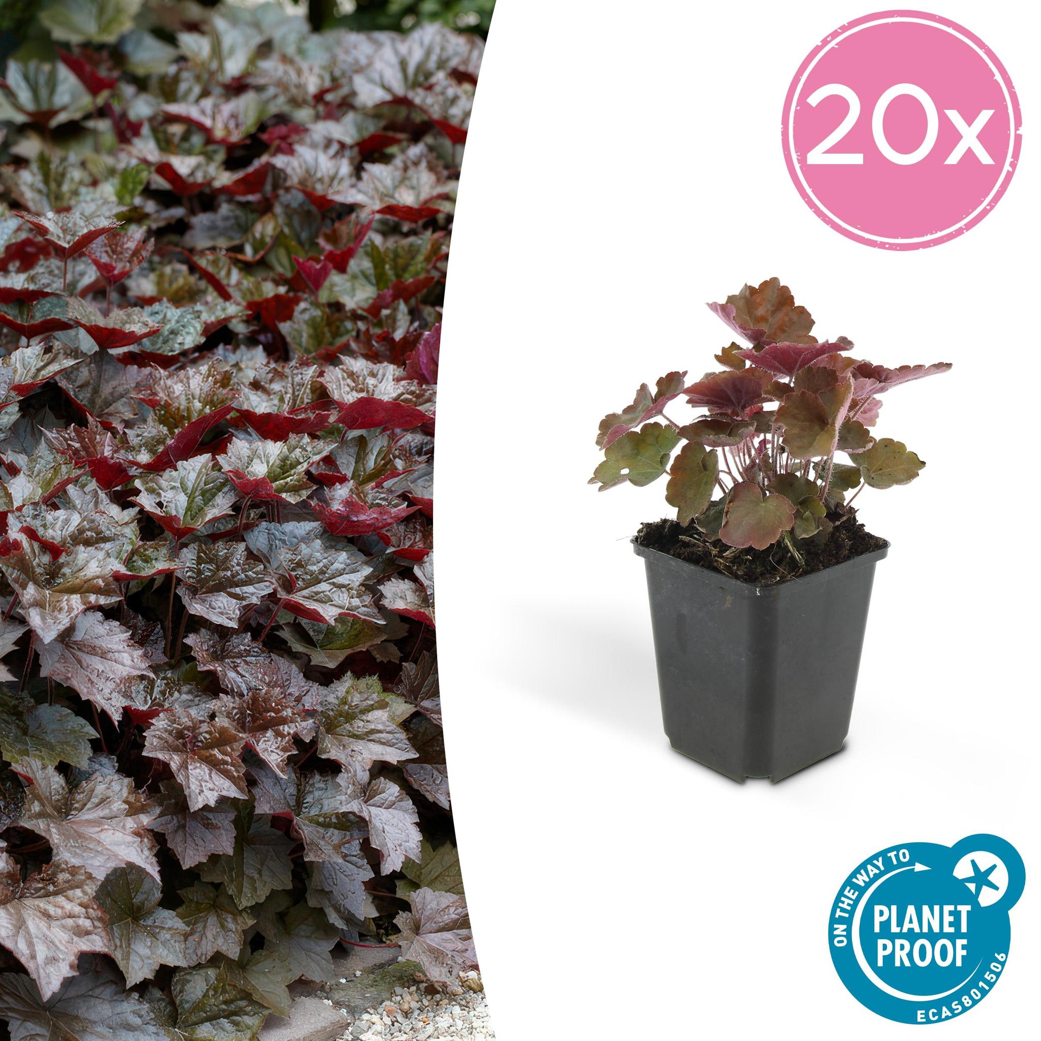 Purpurglöckchen -  Heuchera Micrantha 'Palace Purple' - ↕25cm - Ø9cm   20 Stück