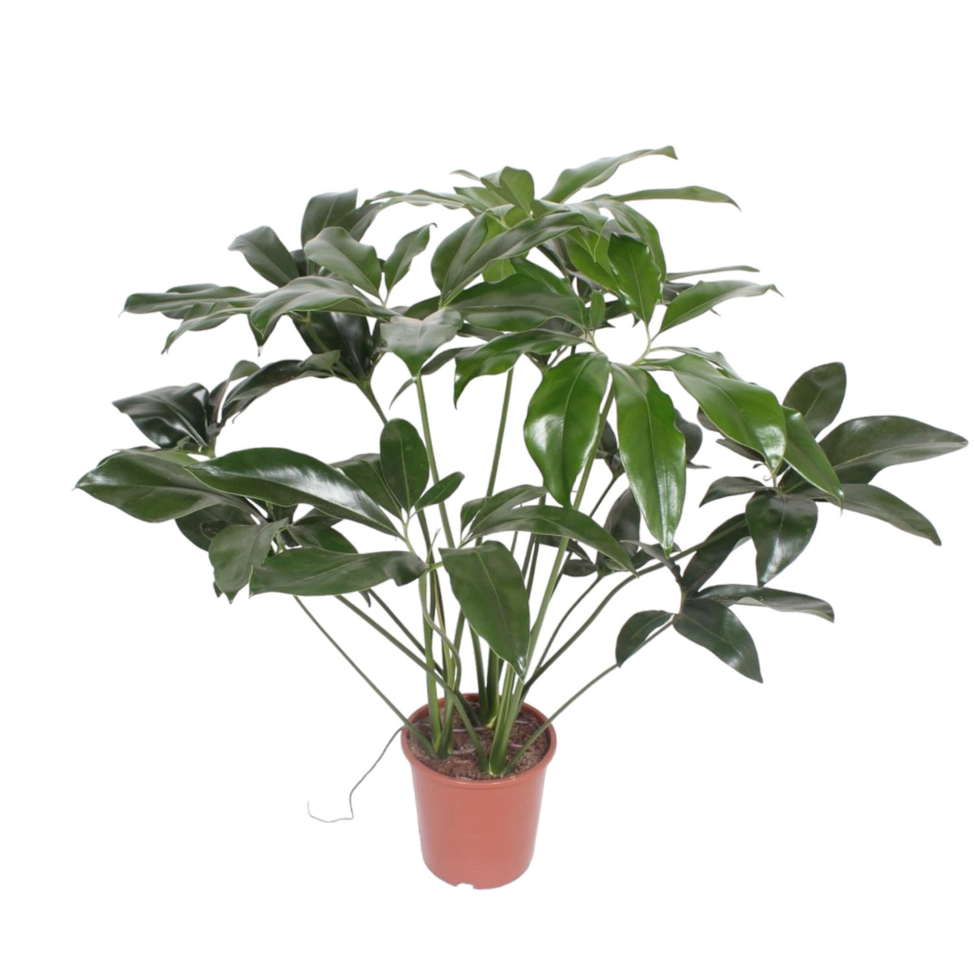 Philodendron Groen Wonder - 120 cm - ø27