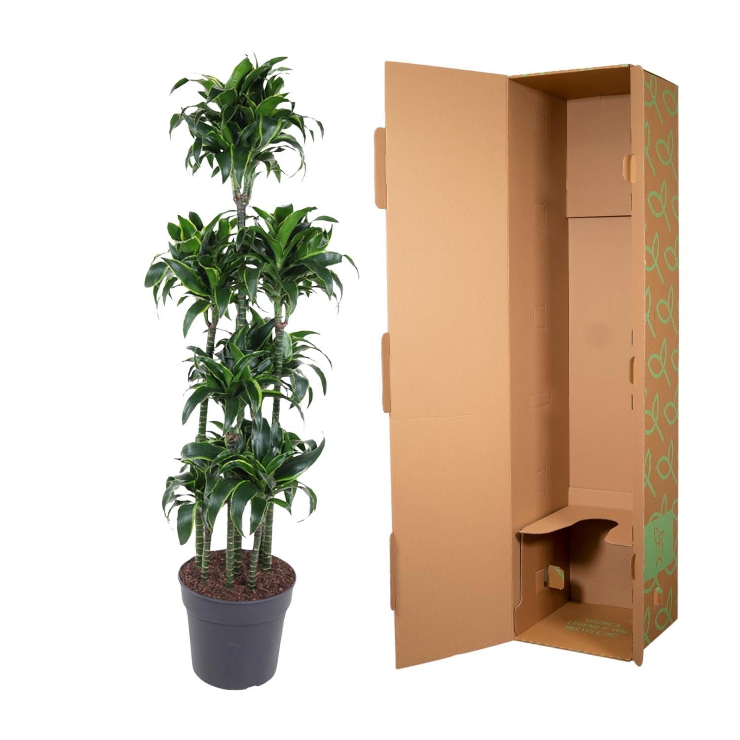 Drachenbaum Dorado - Dracaena Dorado Carrousel - 170 cm - ø34