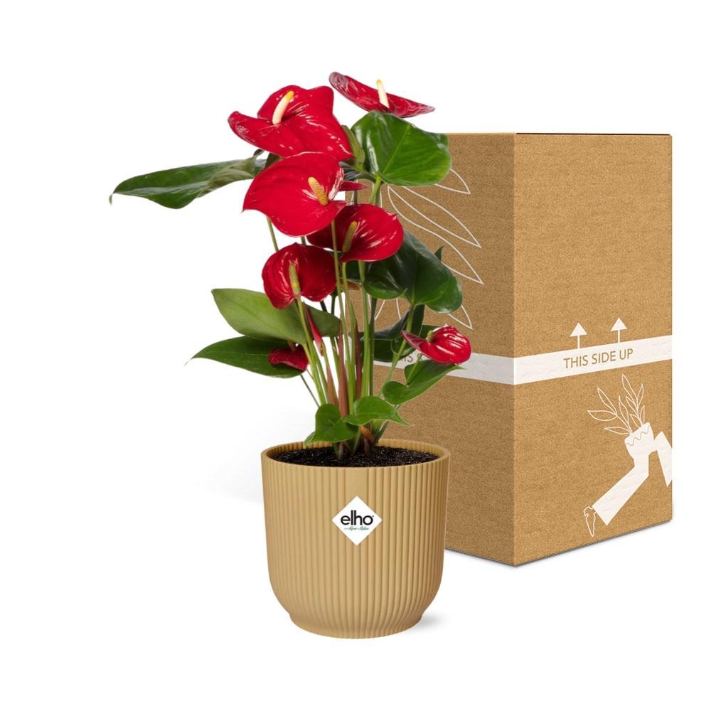 Anthurie - Anthurium Red 12cm in ELHO Vibes Fold 14cm Topf gelb